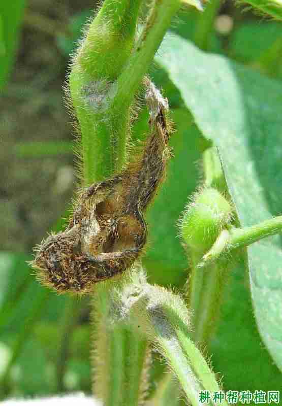 种植大豆如何防治大豆黑点病？